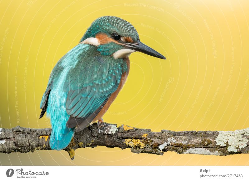 Kingfisher bird preening on a branch Exotic Nature Animal River Bird Observe Bright Clean Wild Blue Yellow White atthis wildlife common Beak Ornithology wing