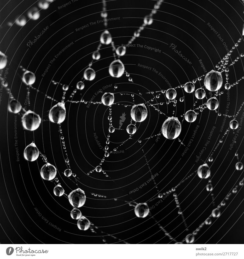 Expensive jewellery Environment Nature Animal Drops of water Rain Glittering Hang Dark Thin Together Small Near Wet Beautiful Many Cobwebby Spider's web Trickle