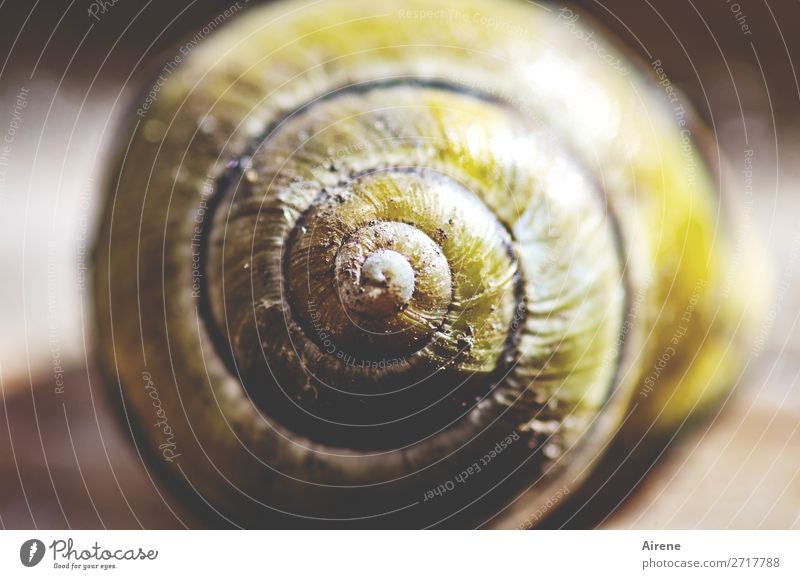 residential idea Snail Snail shell Spiral Circle Whorl Center point Middle Build Living or residing Round Brown Yellow Diligent Orderliness Loneliness Central