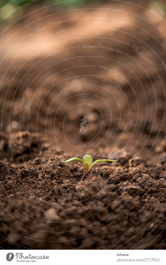 New born plant with only few leaves Vegetable Life Sun Garden Gardening Baby Environment Nature Plant Earth Tree Leaf Forest Growth Fresh Small Green Beginning