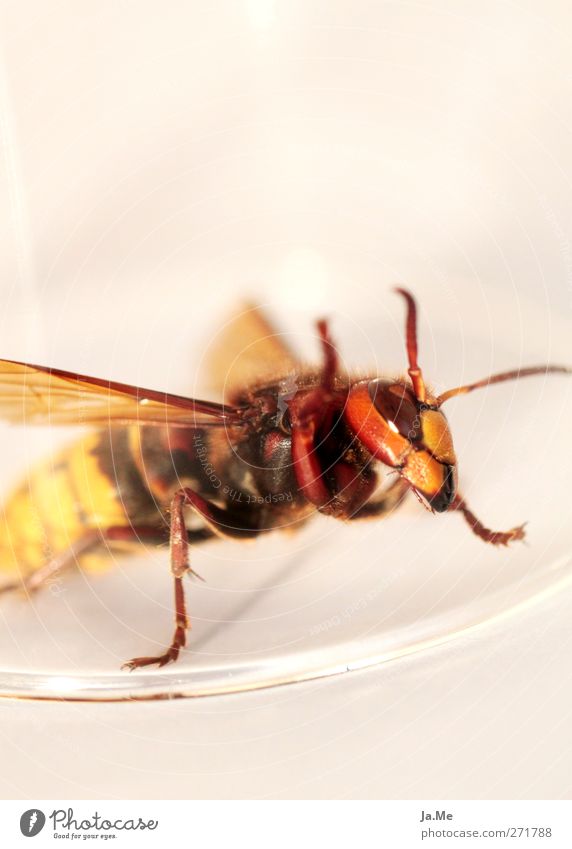 "Let me out!" Animal Wild animal Hornet Wasps Insect 1 Claustrophobia Colour photo Exterior shot Close-up Detail Macro (Extreme close-up) Day