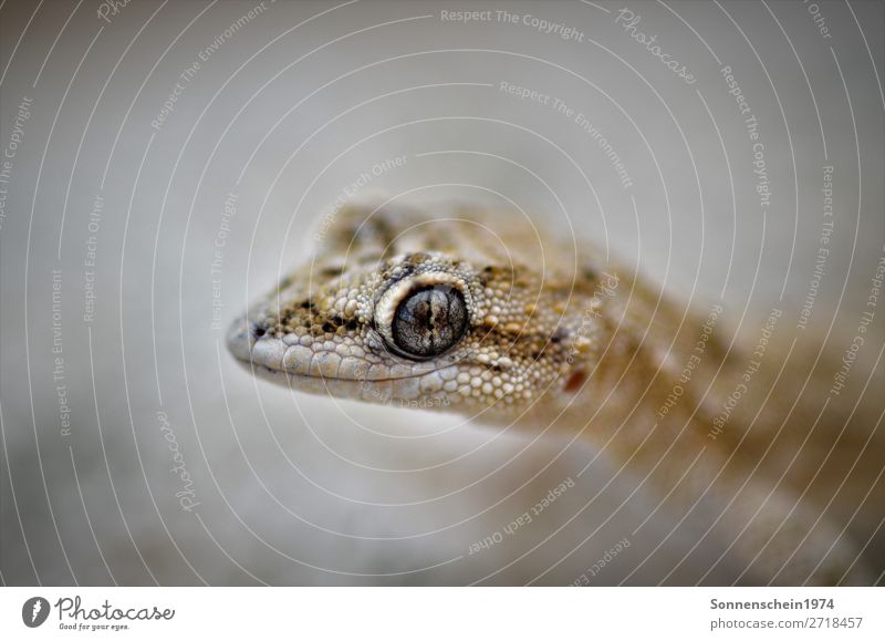 gecko Animal Wild animal Animal face Reptiles Gecko 1 Esthetic Exceptional Exotic Life Calm Subdued colour Exterior shot Close-up Macro (Extreme close-up)