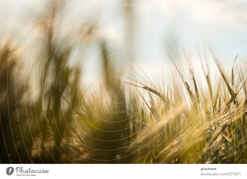 grain Nature Sky Agricultural crop Field Yellow Gold Harvest Grain Colour photo Exterior shot Close-up Detail Day Blur Shallow depth of field