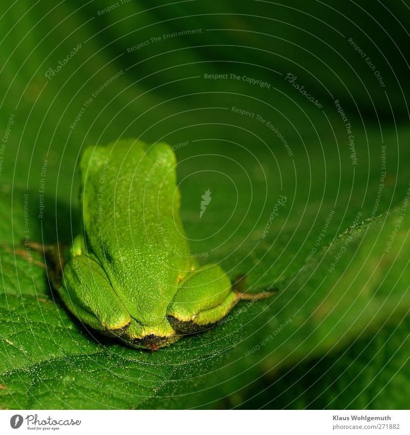 "Oh, fuck you." Provocatively, the tree frog turns its back to the photographer; it doesn't stay seated for long. Environment Nature Animal Spring Summer Frog 1