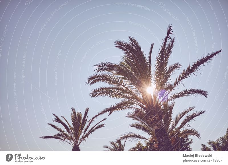 Looking up at palm trees at sunset. Vacation & Travel Tourism Trip Adventure Summer Summer vacation Sun Island Wallpaper Nature Plant Cloudless sky