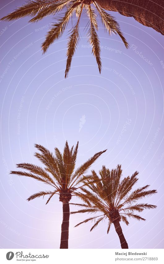 Looking up at palm trees at sunset. Lifestyle Vacation & Travel Trip Freedom Summer Summer vacation Sun Sunbathing Beach Island Wallpaper Nature Sky