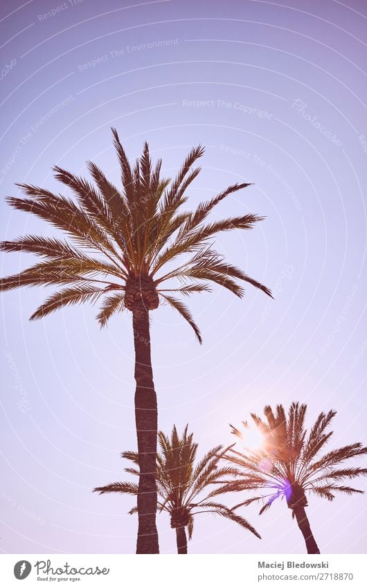 Looking up at palm trees at sunset. Vacation & Travel Expedition Summer Summer vacation Sun Sunbathing Beach Island Wallpaper Nature Sky Cloudless sky Tree
