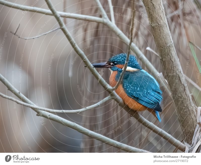Kingfisher in a bush Nature Animal Sunlight Beautiful weather Bushes River bank Wild animal Bird Animal face Wing Claw Beak Eyes Feather 1 Observe Glittering