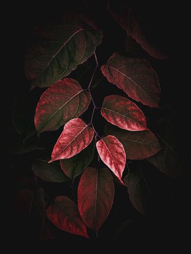 beautiful red plant leaves texture in the garden Plant Leaf Red Garden Floral Nature Decoration Ornament Abstract Consistency Fresh Exterior shot background