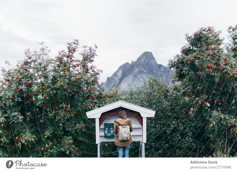 Woman sending letters Mailbox Peak Rowan tree Tree Nature Vantage point Backpack Tourist Vacation & Travel Human being Mountain Landscape Majestic Calm Peaceful