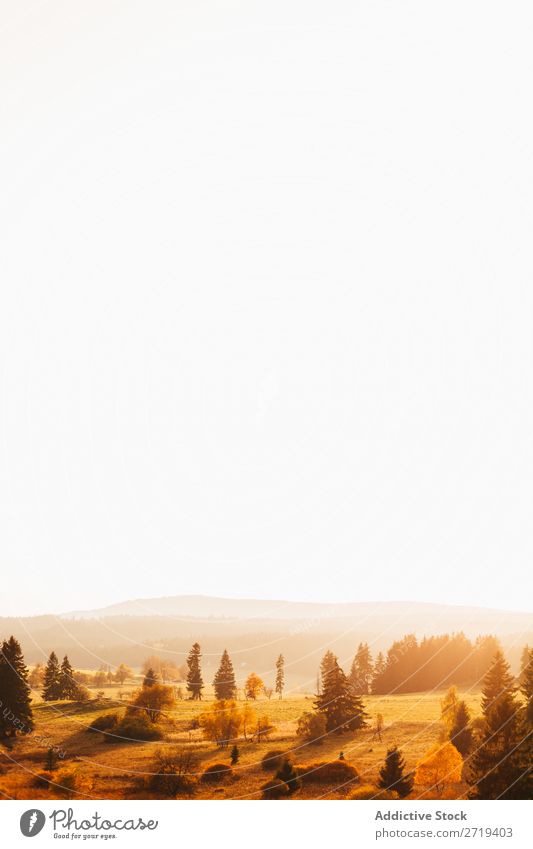 Golden field in sunlight Landscape Haze Nature Morning Colour Sunlight terrain Countries Environment Valley Tree Field Vantage point Adventure Scene