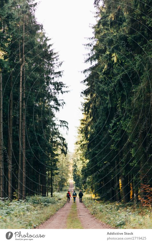 Travelers in coniferous woods travelers Forest Nature Freedom wonderland Vacation & Travel Evergreen Landscape backpackers Vantage point Peaceful Discovery