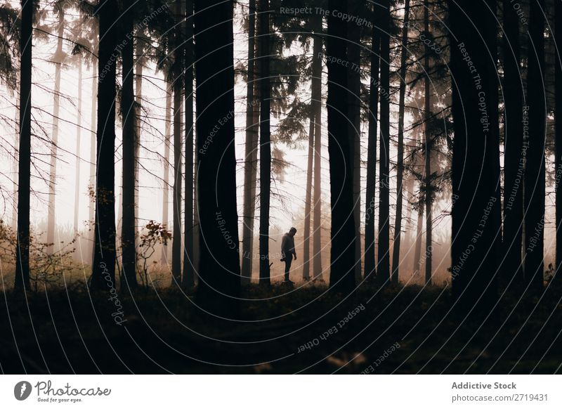 Traveler in dark foggy woods Forest traveler Mysterious Landscape Spooky Background picture Fog Nature Environment Natural Autumnal magical coniferous scenery