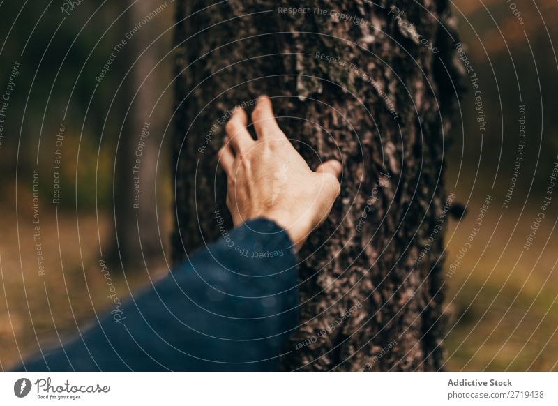 Crop man touching tree bark - a Royalty Free Stock Photo from