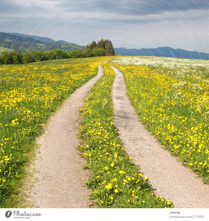 a way out Environment Nature Landscape Summer Storm Flower Dandelion field Meadow Transport Traffic infrastructure Street Lanes & trails Sign Blossoming