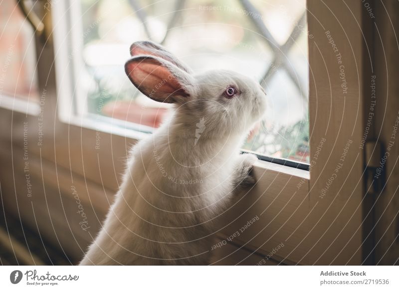 White little bunny looking at window Hare & Rabbit & Bunny Cute Lean Window Delightful Animal Fur coat Easter Mammal Fluffy Pet Small Youth (Young adults) Wild