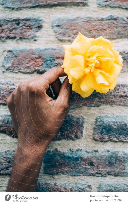 Woman hands holding a yellow rose flower Rose Flower Yellow Nature Feasts & Celebrations Consistency Gift Ethnic Hold Background picture Considerate Love