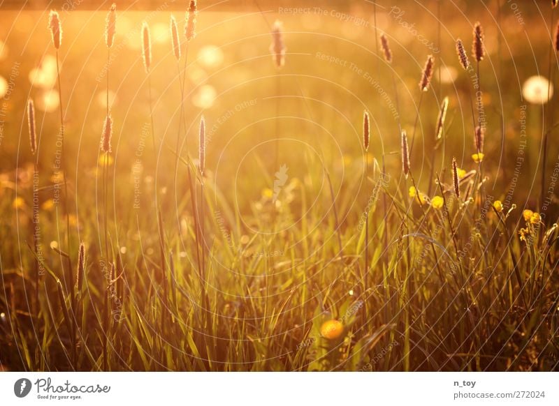 uncut Environment Nature Landscape Sun Spring Beautiful weather Grass Meadow Blossoming Fragrance Warmth Yellow Gold Green Orange Red Moody Idyll Calm