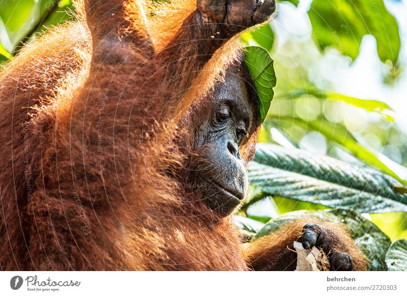 World's cutest baby orangutan snuggles with Mom in Borneo - a Royalty Free  Stock Photo from Photocase