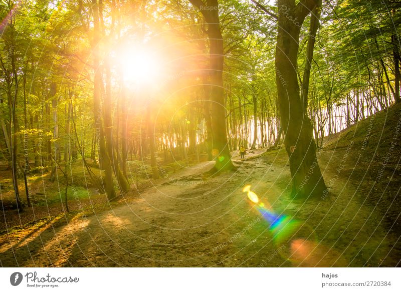 Forest at the Baltic Sea coast in Poland in back light Nature Beautiful weather Moss Coast Bright Green Back-light Sunbeam Reflection Deciduous forest Dune