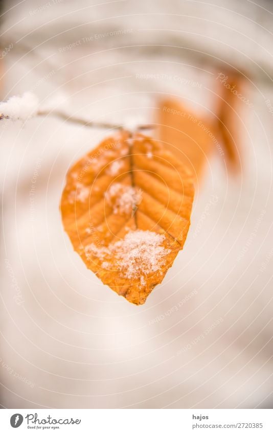 Beech leaf in the snow Winter Nature Climate Snow Tree Brown White Alpina snowcap Leaf saccharified Season snowy Colour photo Exterior shot Close-up Deserted