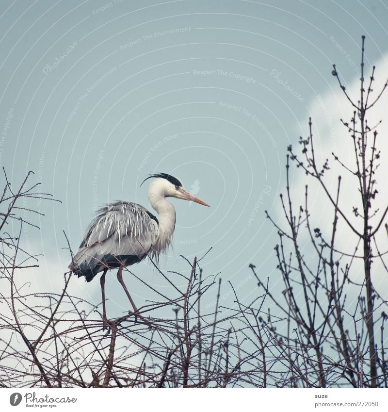 Herons from a standing position Environment Nature Animal Elements Air Sky Clouds Spring Beautiful weather Wild animal Bird 1 Stand Thin Bright Natural Gray