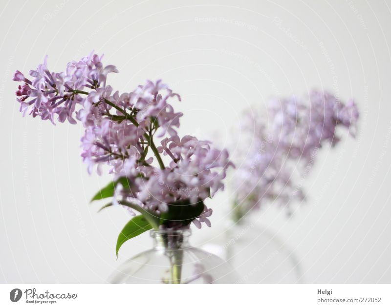 spring blossom... Plant Spring Flower Leaf Blossom Lilac Panicle blossom Vase Glass Blossoming Fragrance Living or residing Esthetic Simple Beautiful Green