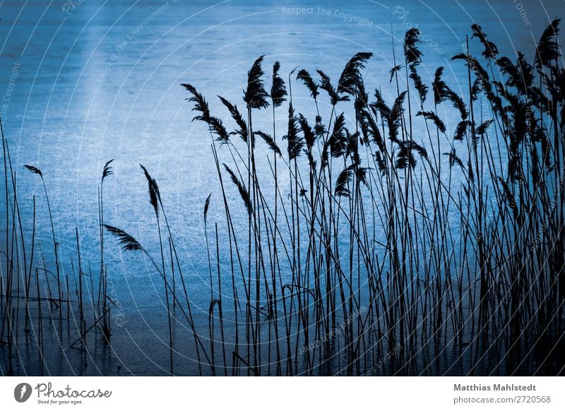 Grasses at the lake Environment Nature Landscape Plant Water Winter Lakeside Natural Blue Contentment Loneliness Relaxation Colour photo Subdued colour