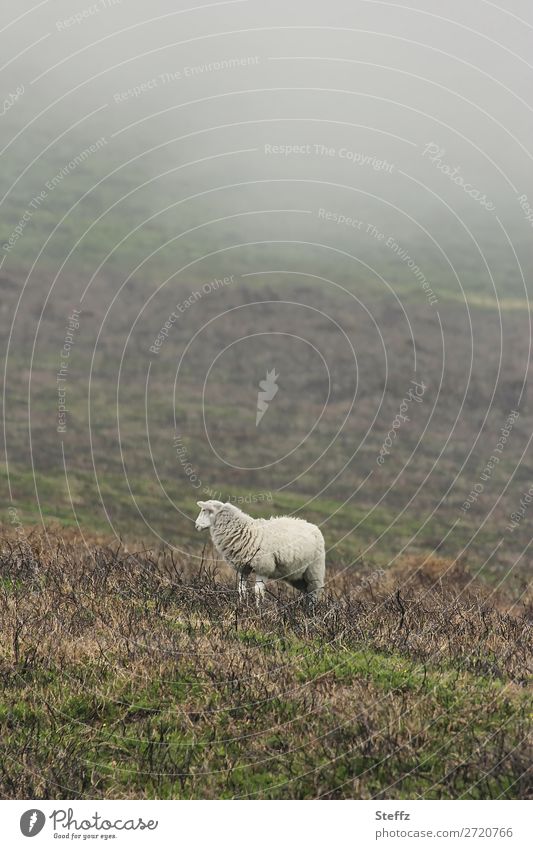 a sheep in the mist Sheep Farm animal Meadow Fog Grass Nordic foggy Gloomy Hill Misty atmosphere Dark silent tranquillity tranquil setting Lonely Loneliness