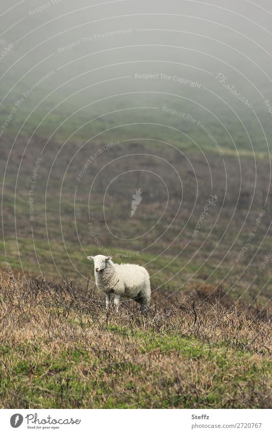 a fog sheep Sheep Farm animal Fog rural motif Bad weather Willow tree Hill Nordic Summer in the north Nordic nature Nordic romanticism Wales Great Britain