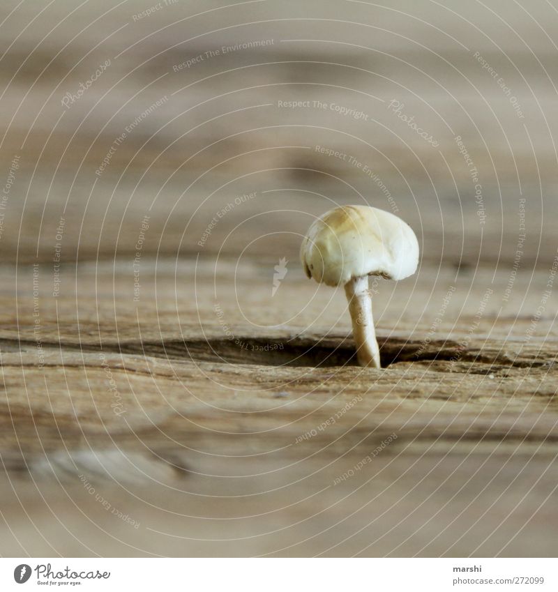 mushroom head Nutrition Brown Wooden table Mushroom Growth Colour photo Interior shot Close-up Detail Macro (Extreme close-up)