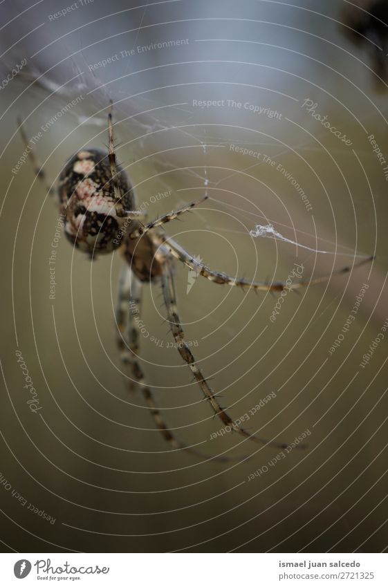 spider on the spider web Spider Spider's web Internet Insect Bug Wing Animal Plant Flower Garden Nature Exterior shot background Beauty Photography fragility