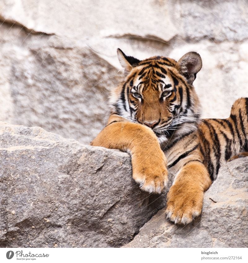 Tiger II Zoo Animal Wild animal 1 Observe Lie Yellow Gold Gray Black Attentive Watchfulness Patient Calm Colour photo Exterior shot Deserted Neutral Background