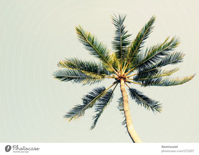 Bali Palm Cloudless sky Summer Beautiful weather Plant Tree Wanderlust Palm tree Vacation & Travel Vacation photo Palm frond Summery Vacation mood Colour photo