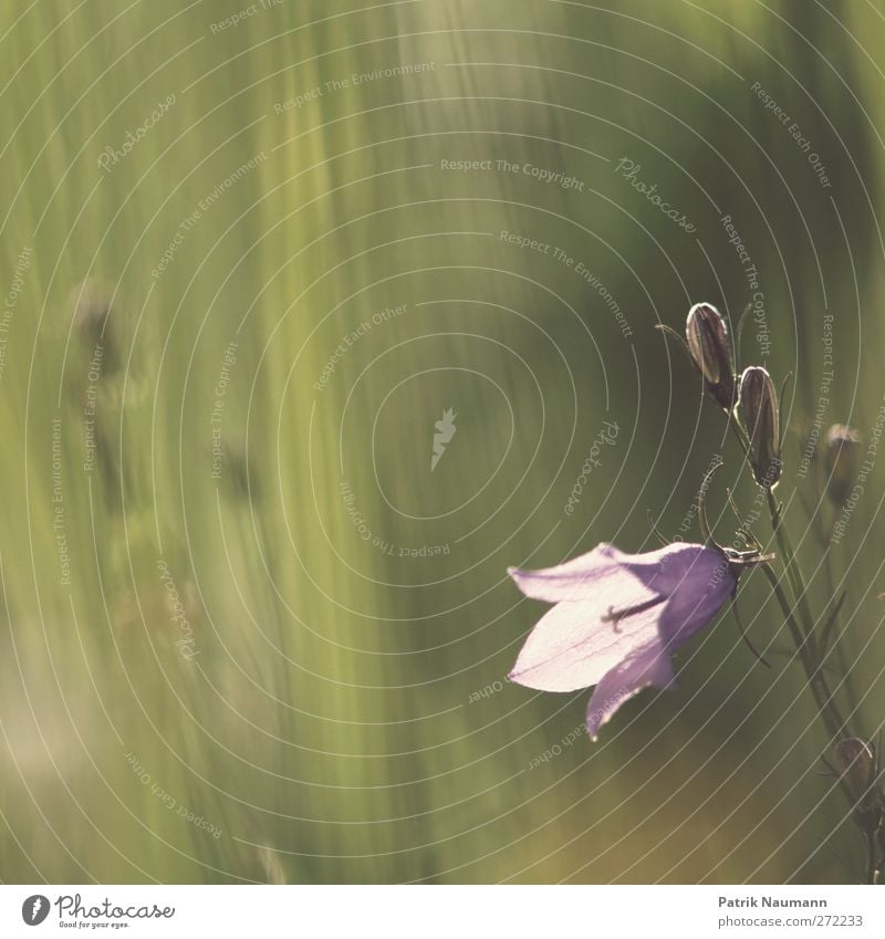 campanula Environment Nature Plant Animal Sunlight Summer Beautiful weather Flower Blossom Wild plant Bluebell Meadow Blossoming Fragrance Growth Fresh