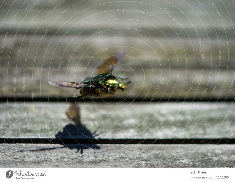 Karl takes off Animal Beetle Wing 1 Flying Glittering Green Departure Airplane takeoff Feeler Insect Runway Shadow Shadow play Exterior shot Close-up Deserted