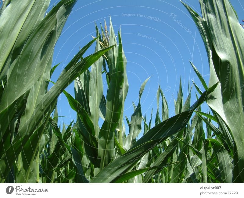 corn field Maize nachos Mexico green leaves Blue sky