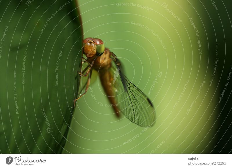 )\ ) Nature Animal Leaf Wild animal Insect Dragonfly 1 To hold on Wait Esthetic Green Harmonious Colour photo Exterior shot Close-up Macro (Extreme close-up)