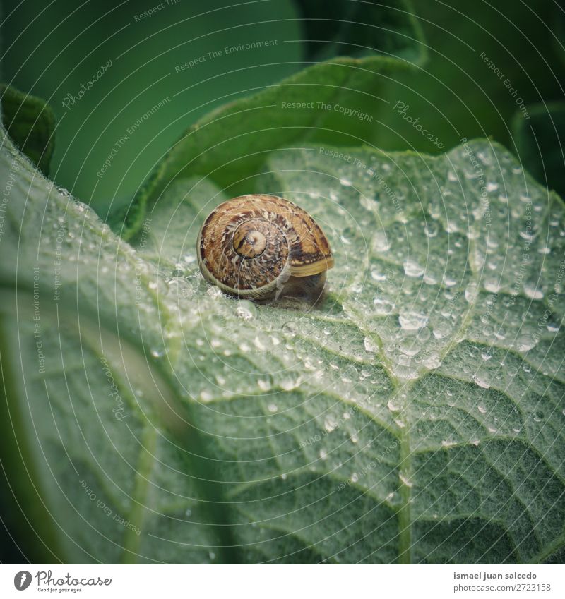 snail on the flower Animal Bug Insect Small Shell Nature Plant Garden Exterior shot fragility Cute Beauty Photography Loneliness