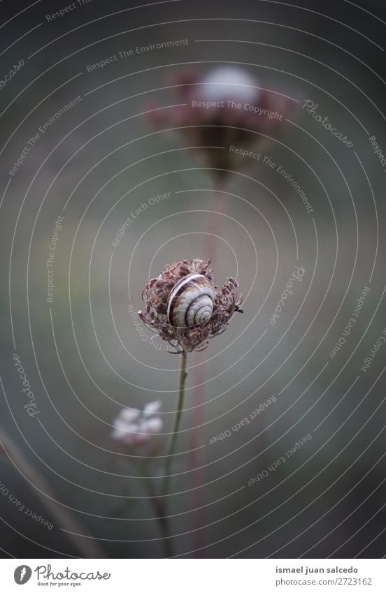 snail on the flower Animal Bug Insect Small Shell Nature Plant Garden Exterior shot fragility Cute Beauty Photography Loneliness