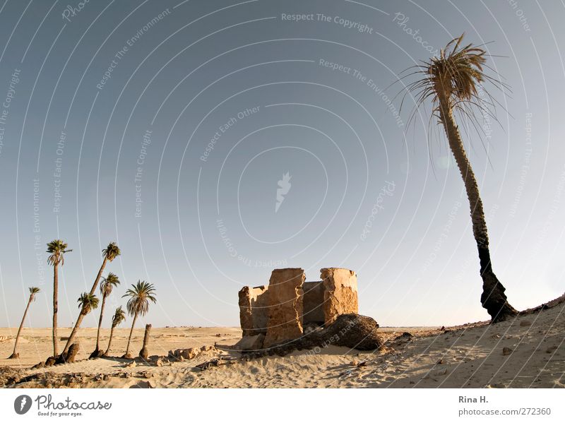 Cross and cross Vacation & Travel Tourism Summer Nature Landscape Plant Cloudless sky Autumn Beautiful weather Palm tree Desert Oasis Tunisia Ruin Hot Dry