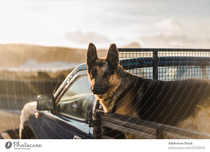 Big dog sitting in car Dog Car Sit Trunk Pick-up truck Pet Animal Summer Vehicle Cute Vacation & Travel Transport big Shepherd Domestic Azores Trip Street Joy