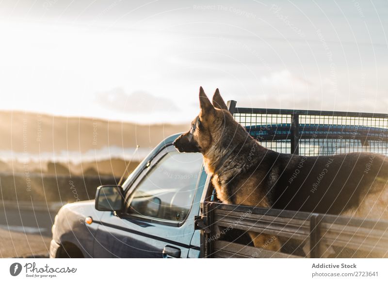 Big dog sitting in car Dog Car Sit Trunk Pick-up truck Pet Animal Summer Vehicle Cute Vacation & Travel Transport big Shepherd Domestic Azores Trip Street Joy