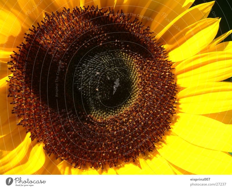 sunflower Sunflower Summer Spring Bee Kernels & Pits & Stones