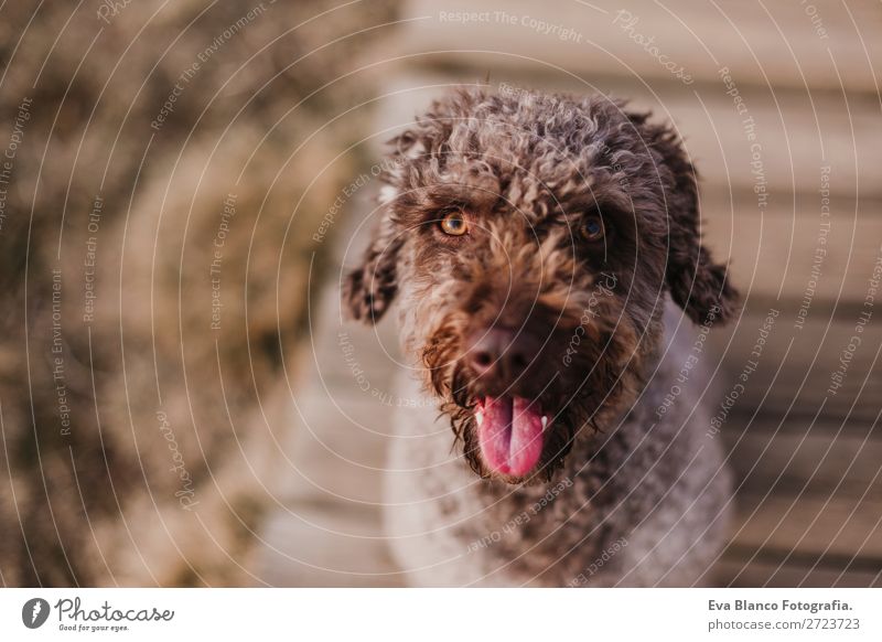 cute brown spanish water dog sitting on floor. Outdoors Lifestyle Joy Winter Camera Nature Animal Autumn Park Clothing Pet Dog Sit Stand Small Modern Cute Brown