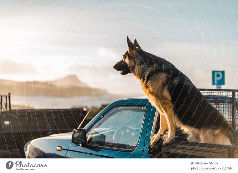 Big dog sitting in car Dog Car Sit Trunk Pick-up truck Pet Animal Summer Vehicle Cute Vacation & Travel Transport big Shepherd Domestic Azores Trip Street Joy