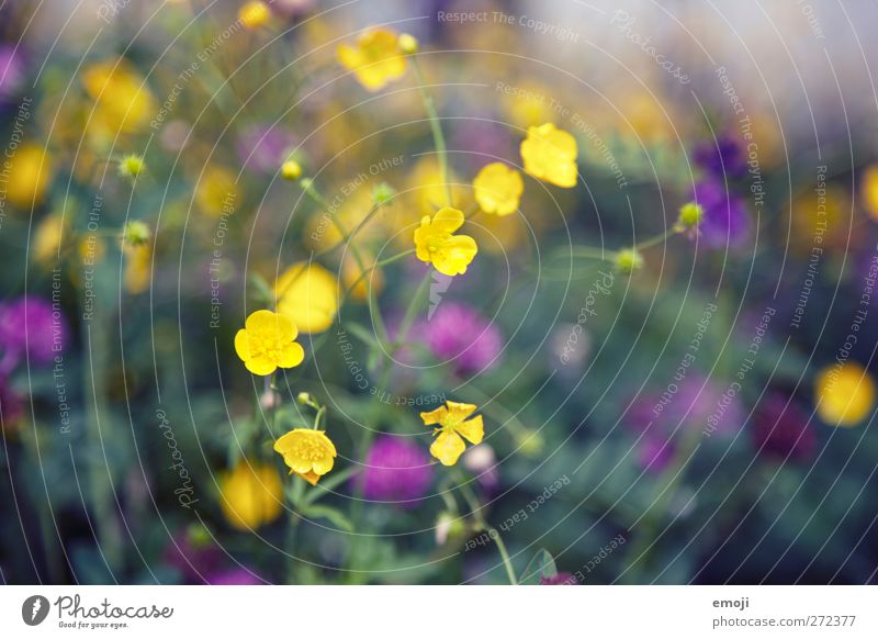 buttercups Environment Nature Plant Spring Flower Marsh marigold Natural Yellow Colour photo Exterior shot Close-up Detail Macro (Extreme close-up) Day