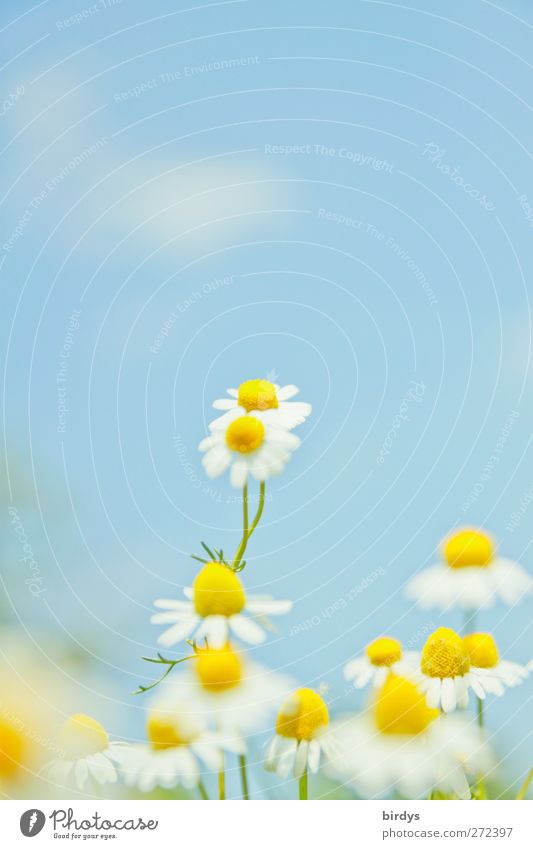 Flowering chamomile against a pastel blue sky. Chamomile flowers Camomile blossom Sky blue Nature Blue sky Plant Clouds Spring Summer Beautiful weather