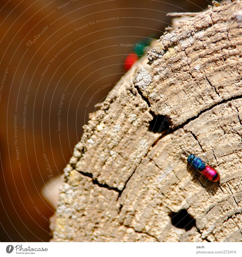 Check in at Insektenhotel Plant Tree Tree trunk Wood Annual ring Animal Beetle Wing Insect gold wasp 1 Crawl Blue Pink Hollow insect hotel Colour photo