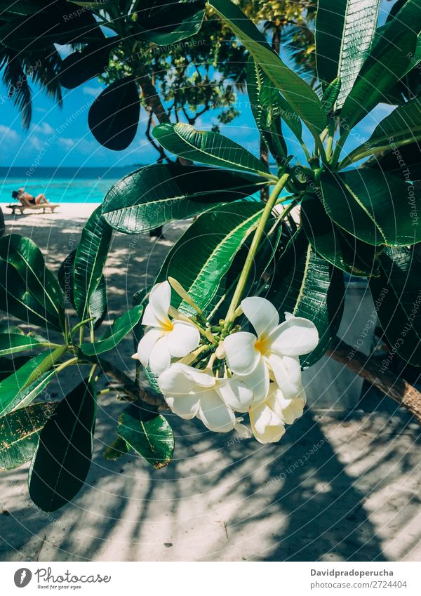 Maldives island plumeria frangipani tree flower in a luxury resort Flower Frangipani Beach Vacation & Travel Lagoon Resort Island Idyll Luxury scenery Coast